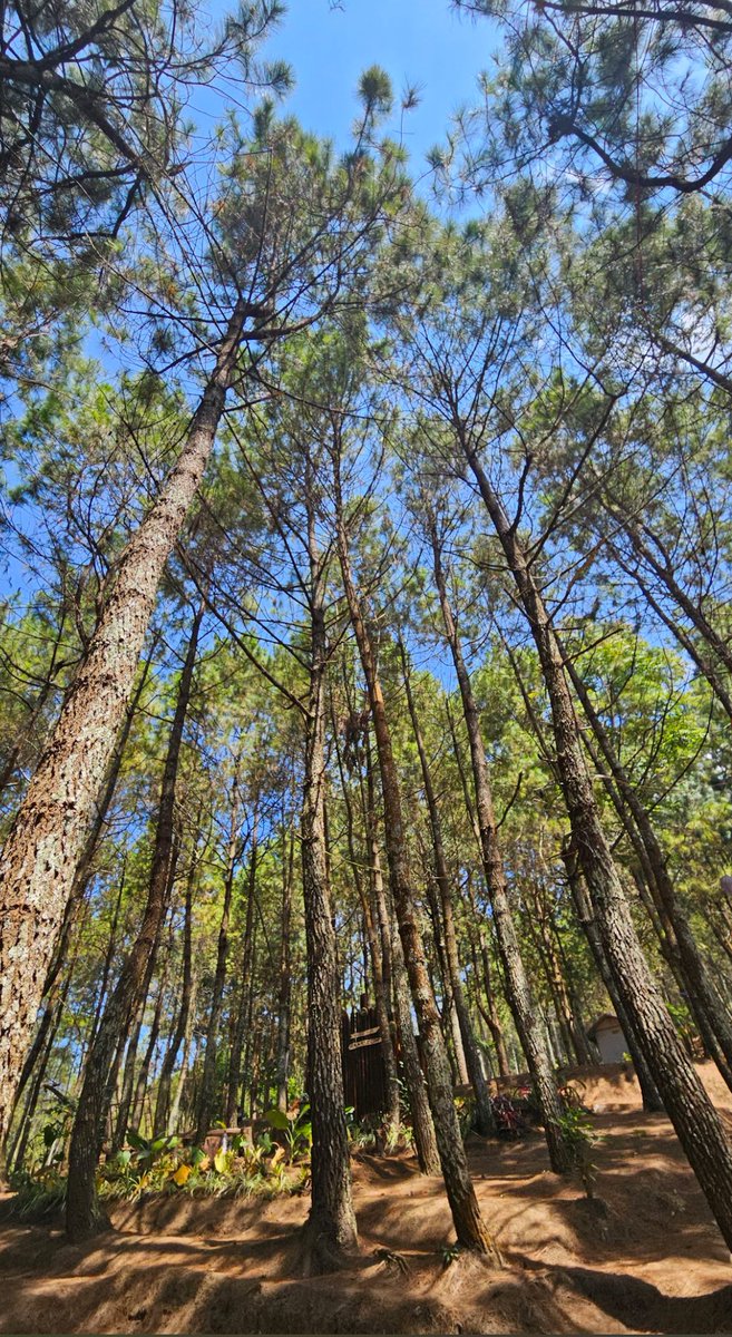 wisatambois's tweet photo. Bingung Cari Tempat Camping dengan View Citylingt yang keren? 🙋🏻‍♂️Mimin 
punya rekomendasi nih….Apatuh apatuh?🧏🏻‍♂️

Kebun Rojo Solusinya☝🏻 hadir dengan pesona alam yang menakjubkan serta pengalaman berwisata yang tak terlupakan! Apakah kamu siap untuk menjunjungi tempat ini rek? https://t.co/3VZhfWsRNc