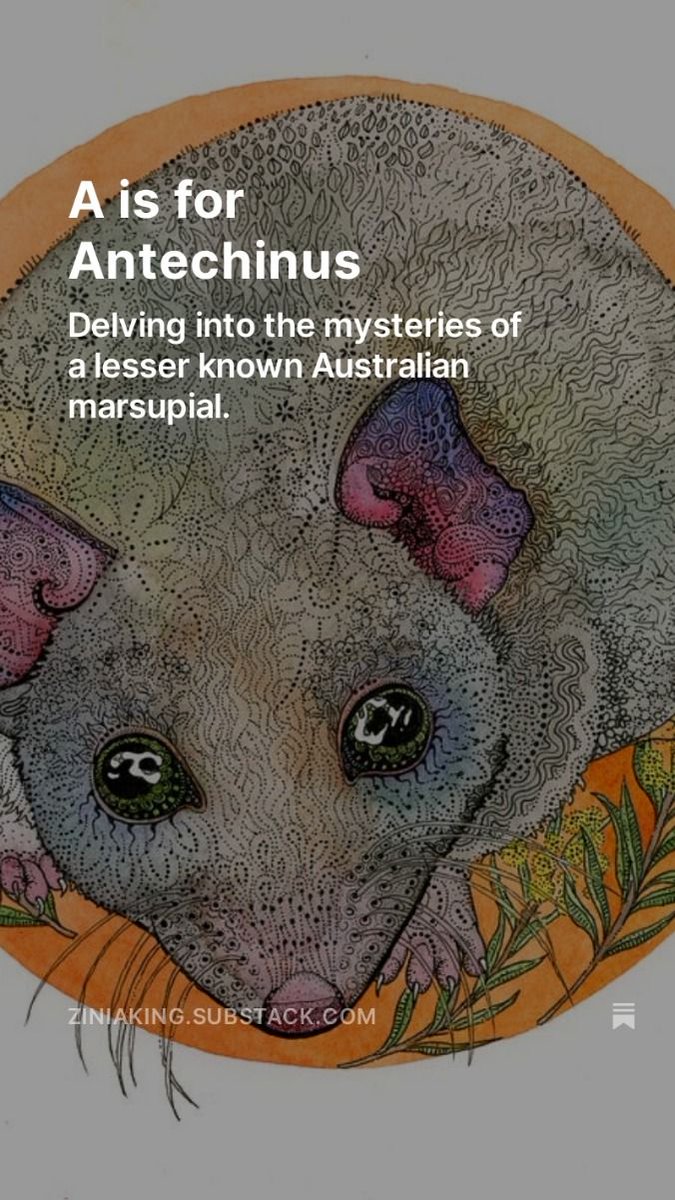 RoseAngel911275's tweet image. #Antechinus