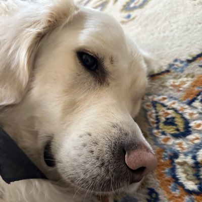 Jax tweet media