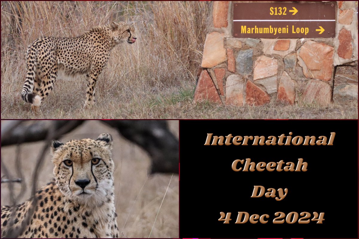 elize_roets's tweet photo. Happy International Cheetah Day #SaveCheetahs #Wildearth https://t.co/0bVSBzUYZG