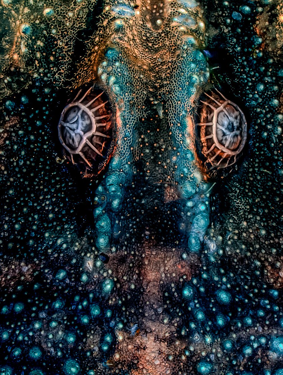 RSocPublishing's tweet image. #Microimaging winner &quot;Tired eyes&quot; by Jose Manuel Martinez Lopez. These are the eyes of a scorpion observed in fluorescence under the microscope with an objective of 10x/0.3. #RSPPhotoComp