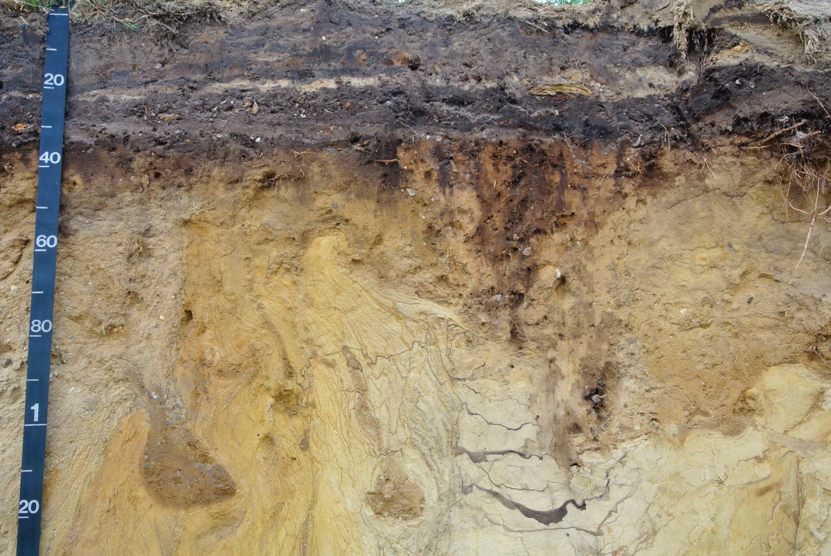 On the eve of World Soil Day, here some photos from world soils: Kenya, Thailand, Montana (USA), Netherlands. I feel privileged to have seen all those soils, those pits, those wounds in our earth. We have the best profession in the world