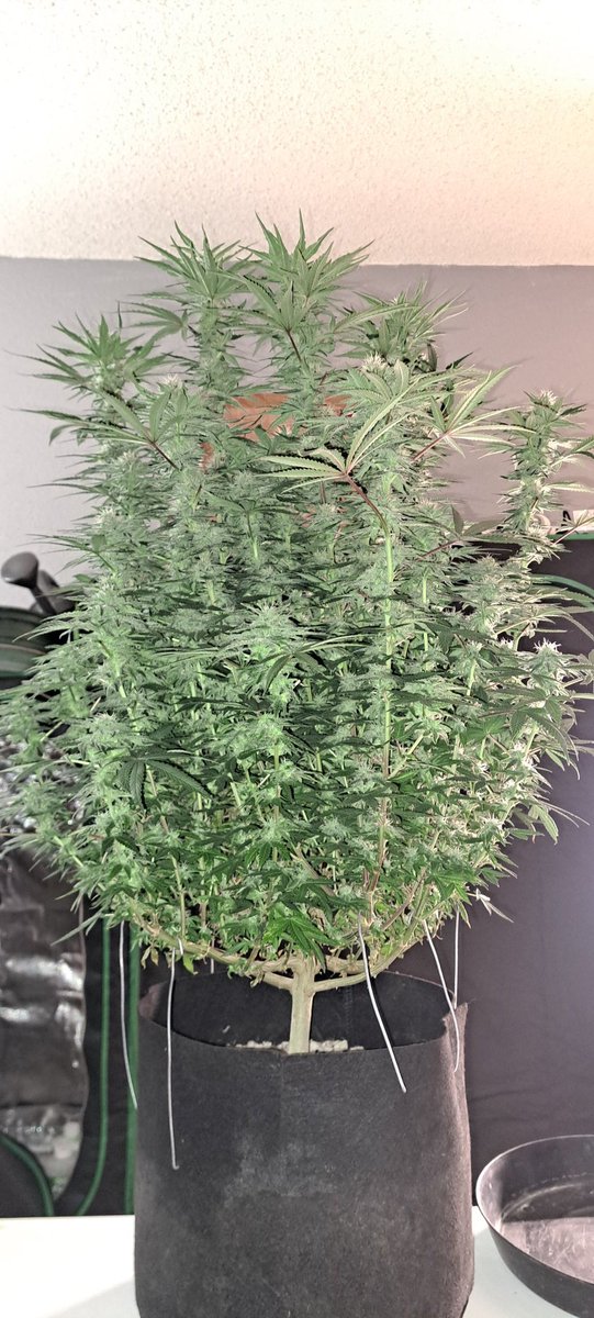 puffin5280's tweet photo. Day 38 of flower on this beautiful 😈 🥧 creation grown under the marshydro fce1500 150w at 90% and grown in the Amazon melonfarm 2x2x4 in 3 gallons of coco perlite
@MarsHydroLight
@GenHydro
#CannabisCommunity
#cannabisculture #cannabisbreeding
#ledgrown
#cocogrown
#milehigh https://t.co/DEYXnzAmYU
