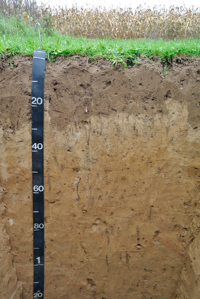 DepartmentSoil's tweet image. From all of us in soils in Madison, Happy World Soil Day tomorrow. Here photos from the state soil: The Antigo silt loam