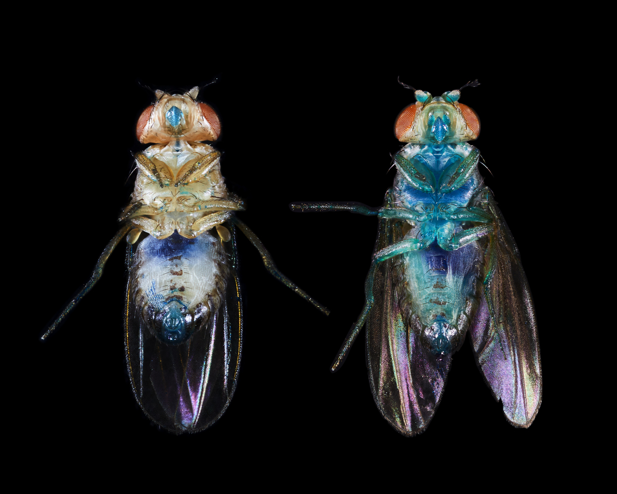 CNRS Occitanie Ouest (@cnrs_toulouse) on Twitter photo RDV #Science 🪰 | Est-ce que la gagne est héréditaire ? Et chez les mouches, comment ça se passe ? Séverine Trannoy (#CRCA) et Etienne Danchin (#CRBE) répondent à ces questions dans Détour vers le futur !
🤝 <a href="/QuaiDesSavoirs/">Quai Des Savoirs</a> <a href="/AgenceRecherche/">ANR - Agence nationale de la recherche</a>
🎧 podcast.ausha.co/detour-vers-le… RDV #Science 🪰 | Est-ce que la gagne est héréditaire ? Et chez les mouches, comment ça se passe ? Séverine Trannoy (#CRCA) et Etienne Danchin (#CRBE) répondent à ces questions dans Détour vers le futur !
🤝 <a href="/QuaiDesSavoirs/">Quai Des Savoirs</a> <a href="/AgenceRecherche/">ANR - Agence nationale de la recherche</a>
🎧 podcast.ausha.co/detour-vers-le…
