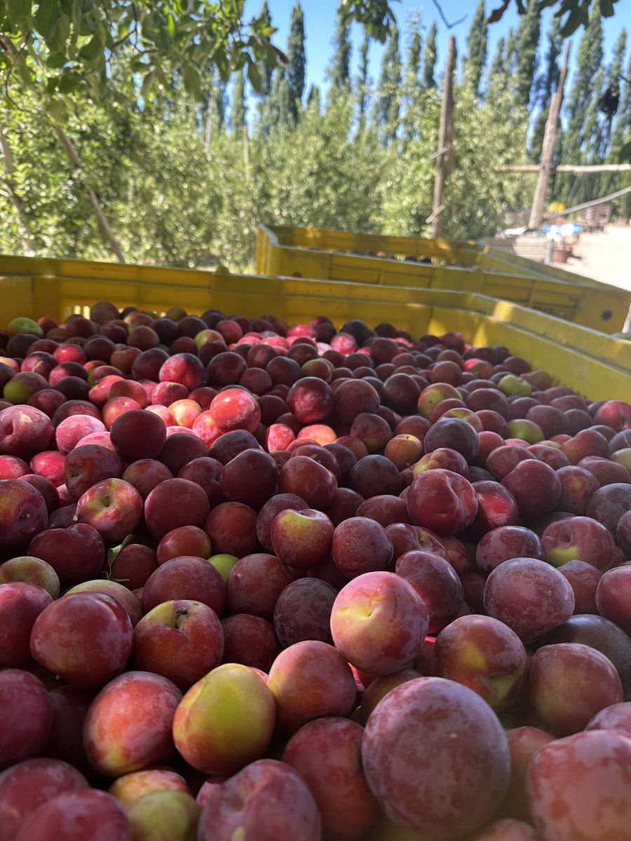 Hoy empezamos hacer la primera pasada de la ciruela  Royal Zee, es la que usamos en la  ensalada de fruta en navidad !