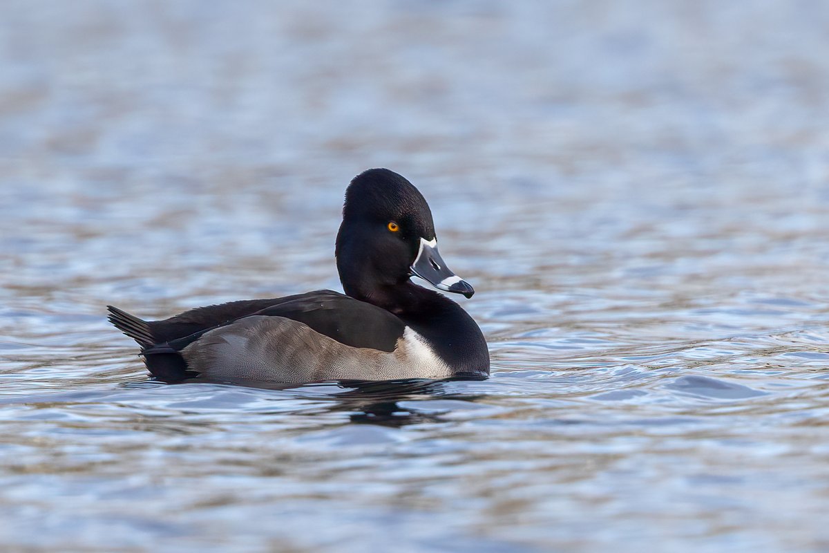 Last image of the ....Ring-necked Duck ....at Taylor Park, St Helens in different light #ringneckedduck