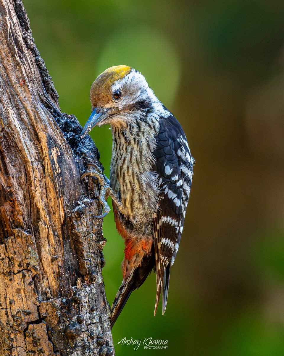 akshay_khanna's tweet photo. Caught in the act: a Himalayan chisel at work.

Brown-fronted #Woodpecker - Endemic to the Himalayan forests.
#WoodpeckerWednesday

📍Sattal, Uttarakhand.
📷 Nikon Z8 | Nikkor 180-600mm

#lensonwildlife #photography #nikon #birdsofindia #ThePhotoHour #himalayanbirds #natgeoindia https://t.co/5t6VWMjm2e