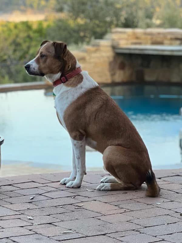 We do not want J.T. to have to come back to the shelter! We are looking for a Lifelong home for J.T. but for right now we need a temporary foster from December 26th to January 3rd, his current foster family is traveling for Christmas! J.T. is housebroken,  walks well on a leash.