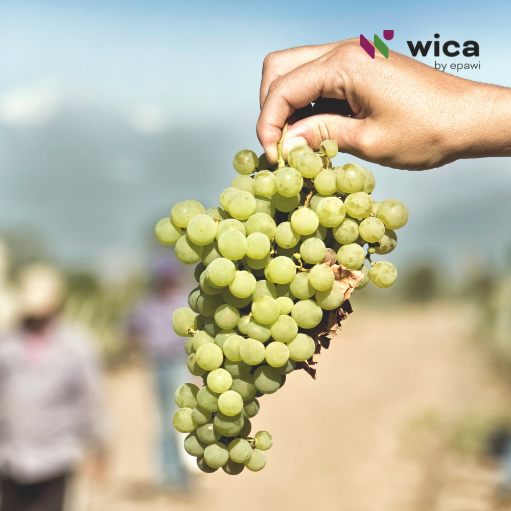 ByWica's tweet photo. In 2023, the 10 countries with the largest vineyard surface area were:

1.Spain-945 kha
2.France-792 kha
3.China-756 kha
4.Italy-720 kha
5.Turkiye-410 kha
6.USA-392 kha
7.Argentina-205 kha
8.Romania-187 kha
9.Portugal-182 kha
10.India-180 kha

Data from @OIV_int.

@Clusters_EU https://t.co/sOopjhuxYU