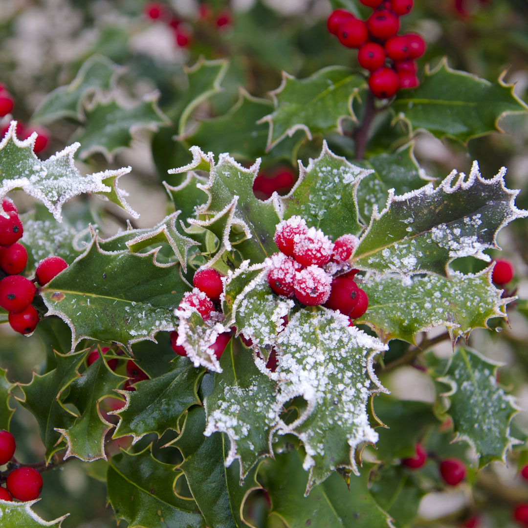 VanMeuwen's tweet photo. We would like to wish all our followers, customers, and gardeners everywhere, Happy Holidays from Van Meuwen!🎄 https://t.co/IRXBtN8yXV
