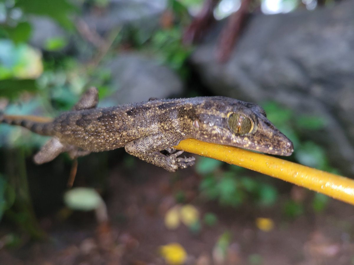 I'm amazed that even in torrential downpours and flash floods, these guys still manage to hang onto branches or even just sit atop leaves. Pseudogekko and Cyrtodactylus in the Philippines
