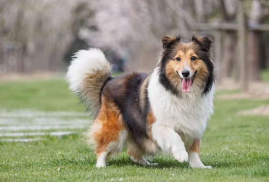 ENS_collector's tweet photo. 🐾 sheltie.eth: A Loyal Name for Web3 🐾
Inspired by the beloved Sheltie dog, this premium, single-word ENS domain is perfect for dog lovers, pet projects, or wholesome Web3 ideas. Unique, memorable, and packed with charm. 

#ENS #Web3 #ensdomain https://t.co/pjDLFevOjI