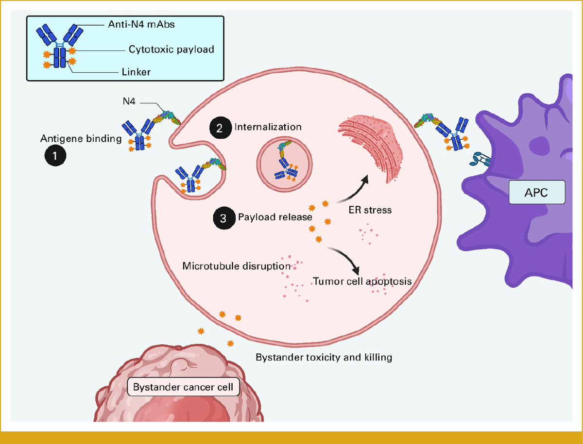 Emanuele Crupi (@emanuele_crupi) on Twitter photo 🌟 Variability of #Nectin-4 Positivity in #Genitourinary Malignancies: A Systematic Review 🔍
Want to find out more? You’re just a click away ⬇️
doi.org/10.1200/PO-24-…
<a href="/JCOPO_ASCO/">JCO Precision Oncology</a> <a href="/SanRaffaeleMI/">Ospedale San Raffaele</a> <a href="/MyUniSR/">Università Vita-Salute San Raffaele</a> <a href="/DanieleRaggi83/">Daniele Raggi</a> <a href="/AndreaNecchi/">Andrea Necchi</a> <a href="/SpiessPhilippe/">Philippe spiess</a> <a href="/PGrivasMDPhD/">Petros Grivas</a> <a href="/UroDocAsh/">Ashish M. Kamat, MD, MBBS</a> 🌟 Variability of #Nectin-4 Positivity in #Genitourinary Malignancies: A Systematic Review 🔍
Want to find out more? You’re just a click away ⬇️
doi.org/10.1200/PO-24-…
<a href="/JCOPO_ASCO/">JCO Precision Oncology</a> <a href="/SanRaffaeleMI/">Ospedale San Raffaele</a> <a href="/MyUniSR/">Università Vita-Salute San Raffaele</a> <a href="/DanieleRaggi83/">Daniele Raggi</a> <a href="/AndreaNecchi/">Andrea Necchi</a> <a href="/SpiessPhilippe/">Philippe spiess</a> <a href="/PGrivasMDPhD/">Petros Grivas</a> <a href="/UroDocAsh/">Ashish M. Kamat, MD, MBBS</a>