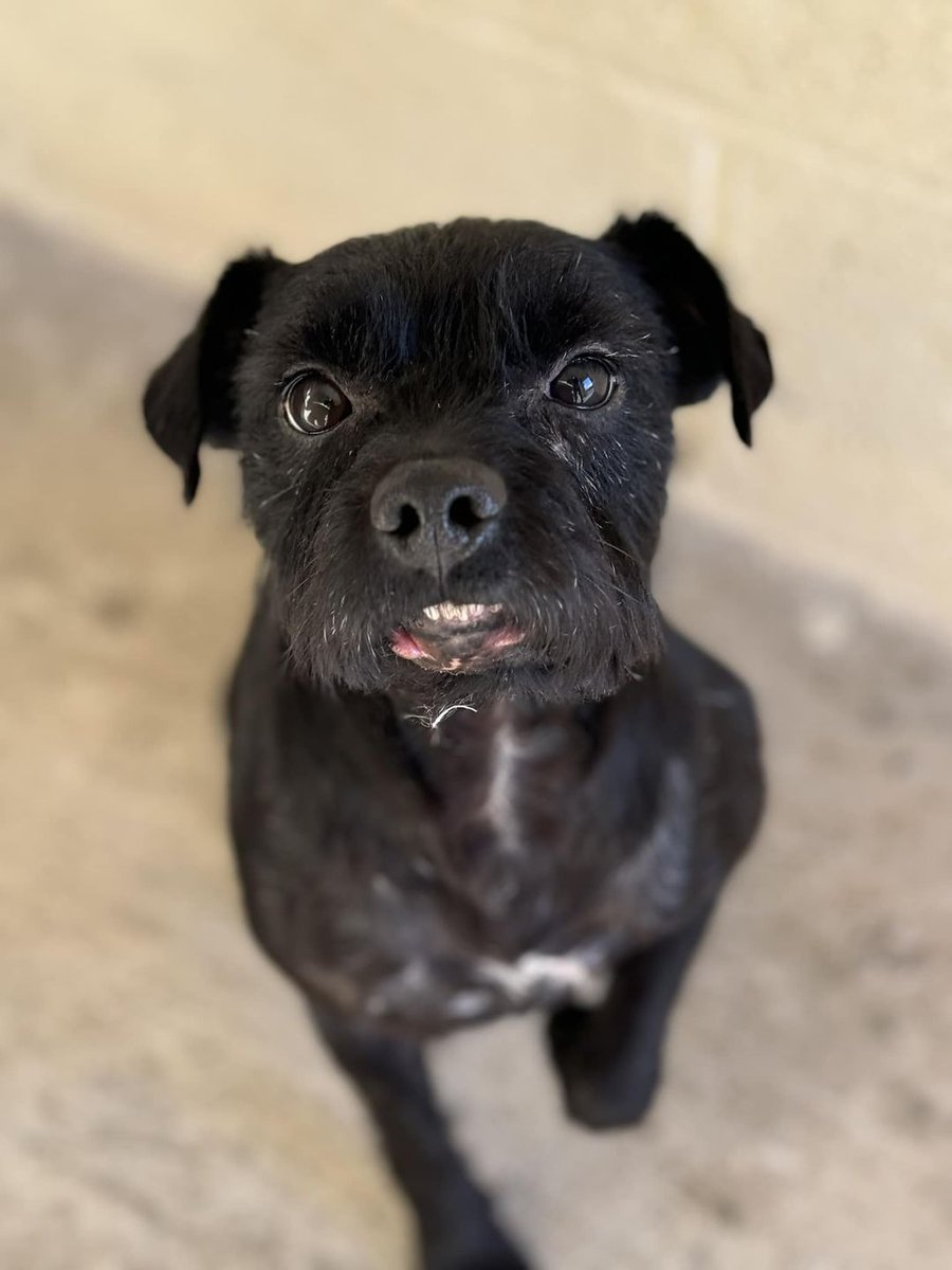 Please retweet to help Sooty find a home #YORKSHIRE #UK  Available for adoption, registered British Charity ✅SOOTY the Patterdale has just arrived with us and oh my goodness, he is THE sweetest little man who is a proper heartbreaker He has terrible old injuries/scarring to his