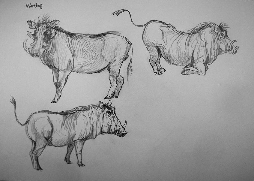 haiiromizunagi's tweet photo. いつもの所ⅠとⅡで #バーラル #Bharal #Bluesheep #Pseudois #Caprinae と #イボイノシシ #warthog #Phacochoerus #Suinae を #大人の鉛筆 で #スケッチ #ドローイング 昨日の続きを終え、次頁には最近2種に分けられた #イノシシ を。旭山動物園で飼育員さんに本種の飼育エピソードを聞いた思い出が‥ https://t.co/tzSFhmgF1v