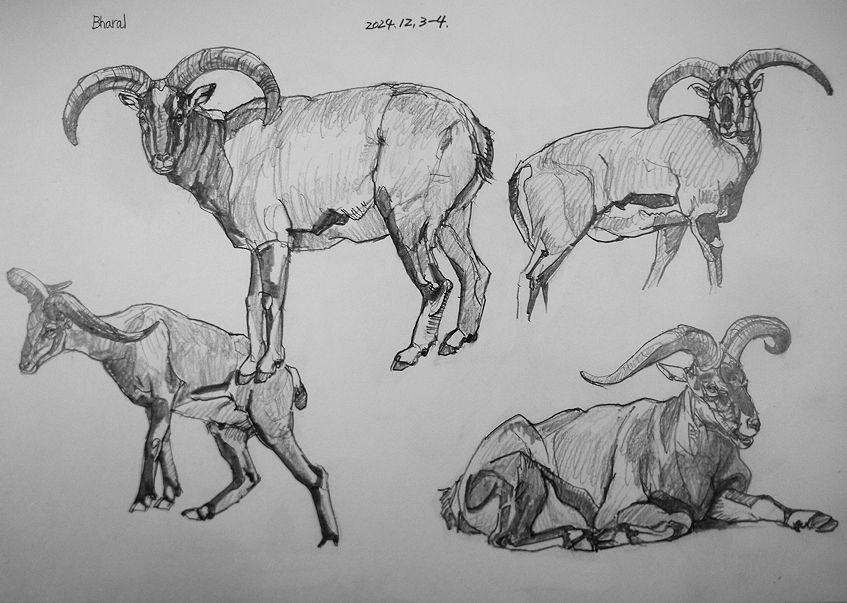haiiromizunagi's tweet photo. いつもの所ⅠとⅡで #バーラル #Bharal #Bluesheep #Pseudois #Caprinae と #イボイノシシ #warthog #Phacochoerus #Suinae を #大人の鉛筆 で #スケッチ #ドローイング 昨日の続きを終え、次頁には最近2種に分けられた #イノシシ を。旭山動物園で飼育員さんに本種の飼育エピソードを聞いた思い出が‥ https://t.co/tzSFhmgF1v