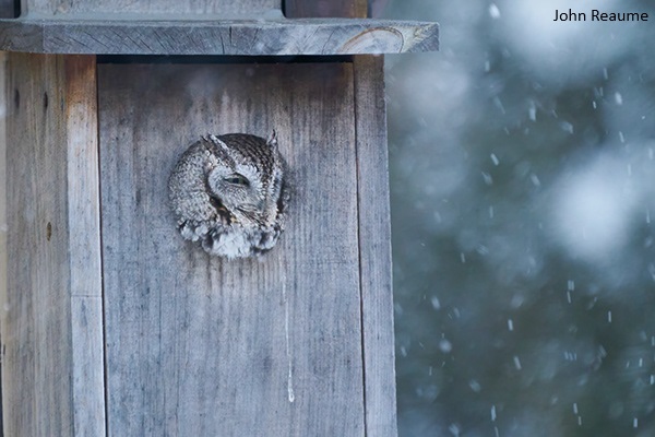 We’re just a few days away from the start of the Christmas Bird Count season on December 14! Now is time to do some owling and submit your finds to the Atlas! Learn more here: birdscanada.org/bird-science/c… #ONBirdAtlas3