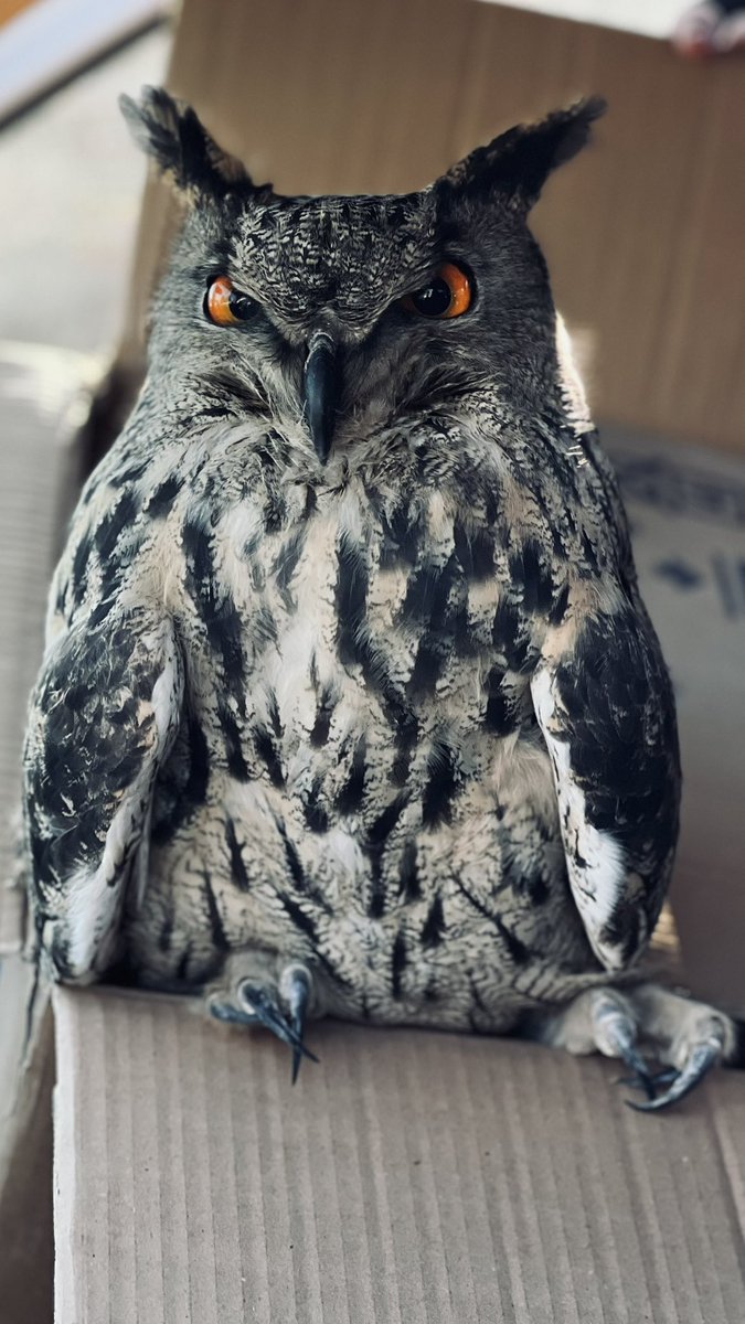 ئەم پەلەوەرە ناسراوە بە «شابوو»
یەکێک لە لووتکە کانی زنجیرەی سرووشتە 
بەڵام بەداخەوە باڵێکی شکاوە و هیچی لەگەڵ ناکرێ (تەقەی لێ کراوە)