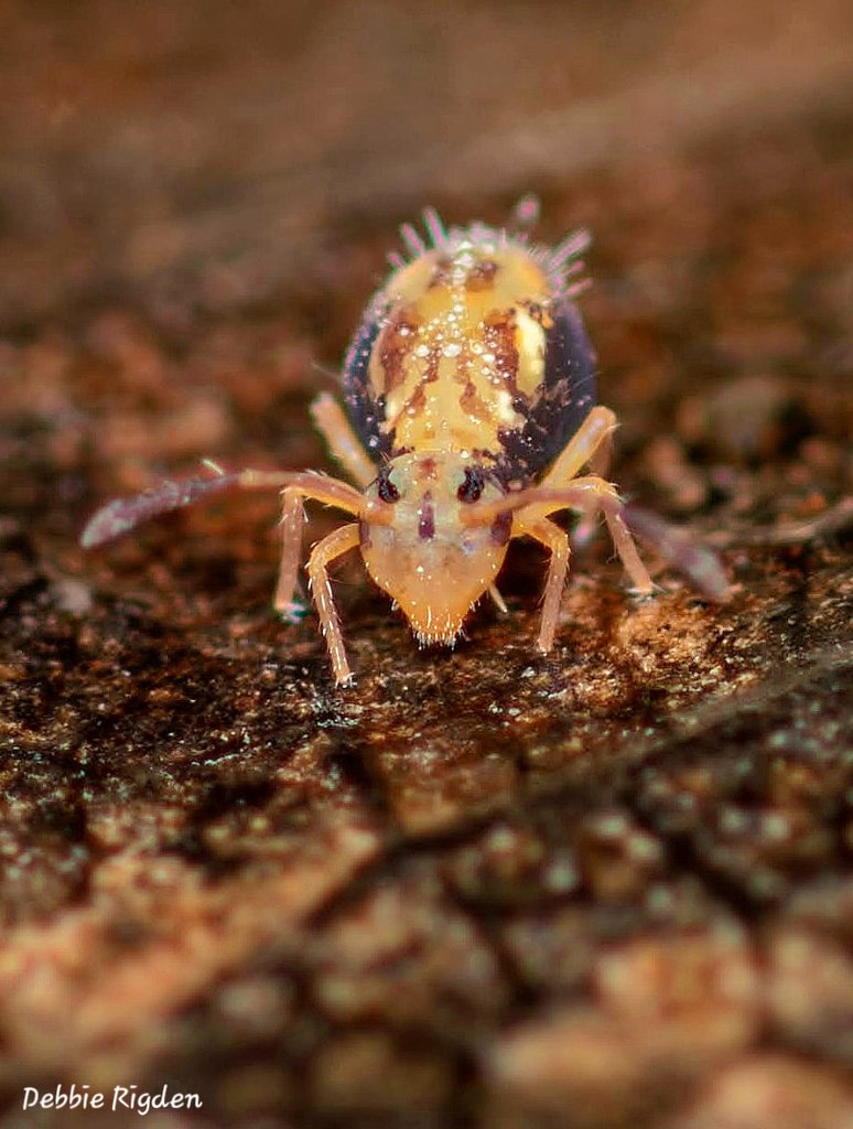 RigdenDebbie's tweet photo. Little collembola Dicyrtomina saundersi Springtail, 1.5-2mm seen in leaf litter in my garden 🍂🍁
#collembola #Dicyrtominasaundersi #globularspringtail #springtail #gardenwildlife #nature #macrophotography https://t.co/ZOHrwLyxCG