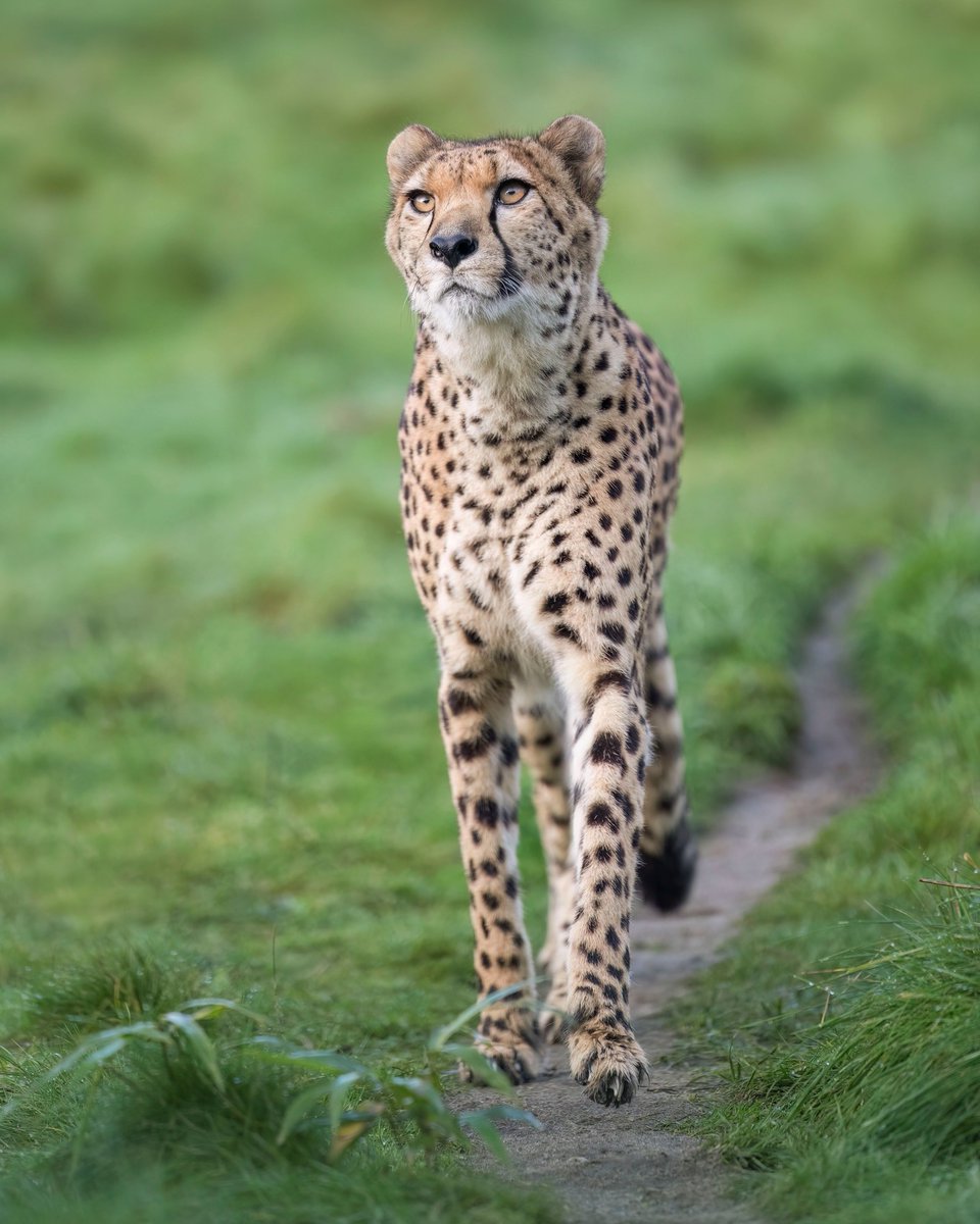 Happy #InternationalCheetahDay! 🐾
Today we celebrate these incredible cats and raise awareness of their challenges. With fewer than 6,500 adults left, cheetahs face habitat loss and human-wildlife conflict. Conservation efforts aim to foster coexistence for a brighter future. 🐆