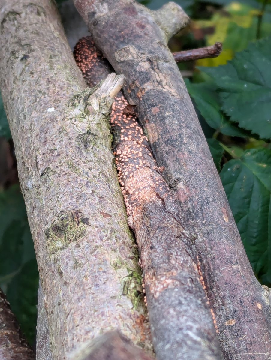 In praise of fungi and the dead wood it feeds off. #dkhwood #se5 #southCamberwell
