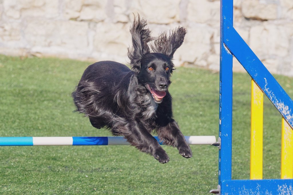 Madcap Spaniels: Max & Menace 🐾 tweet media