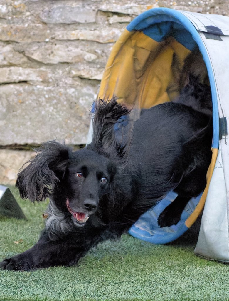 Madcap Spaniels: Max & Menace 🐾 tweet media