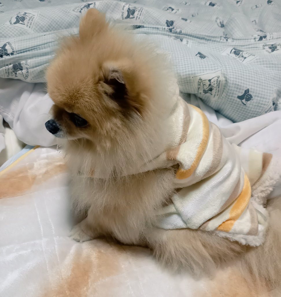 寒くなってきたので部屋着毛布お試し中😊ホリホリはできるけどグリグリができないみたい😰暖かそうで良さそうなんだけどなぁ🤔

#ポメラニアン