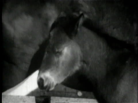 foal looking depressed tired of life melancholic black and white image