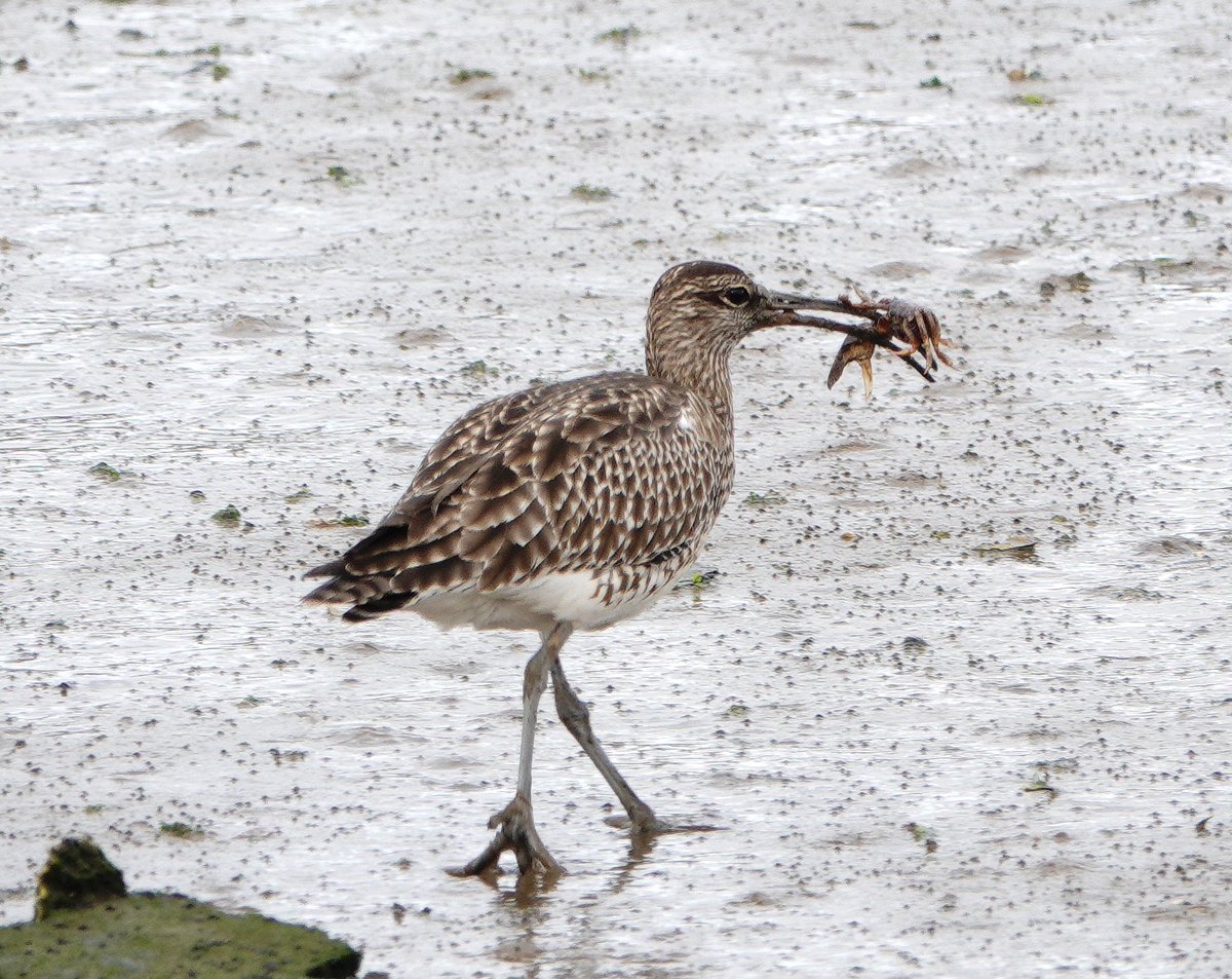 lynda_lambert's tweet photo. Whatever this Whimbrel picked up, it discarded quickly , obviously not to its taste. 🤷♀️ #VRSA #Algarve https://t.co/NFQuns7RUw