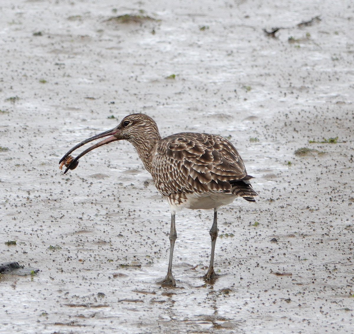 lynda_lambert's tweet photo. Whatever this Whimbrel picked up, it discarded quickly , obviously not to its taste. 🤷♀️ #VRSA #Algarve https://t.co/NFQuns7RUw