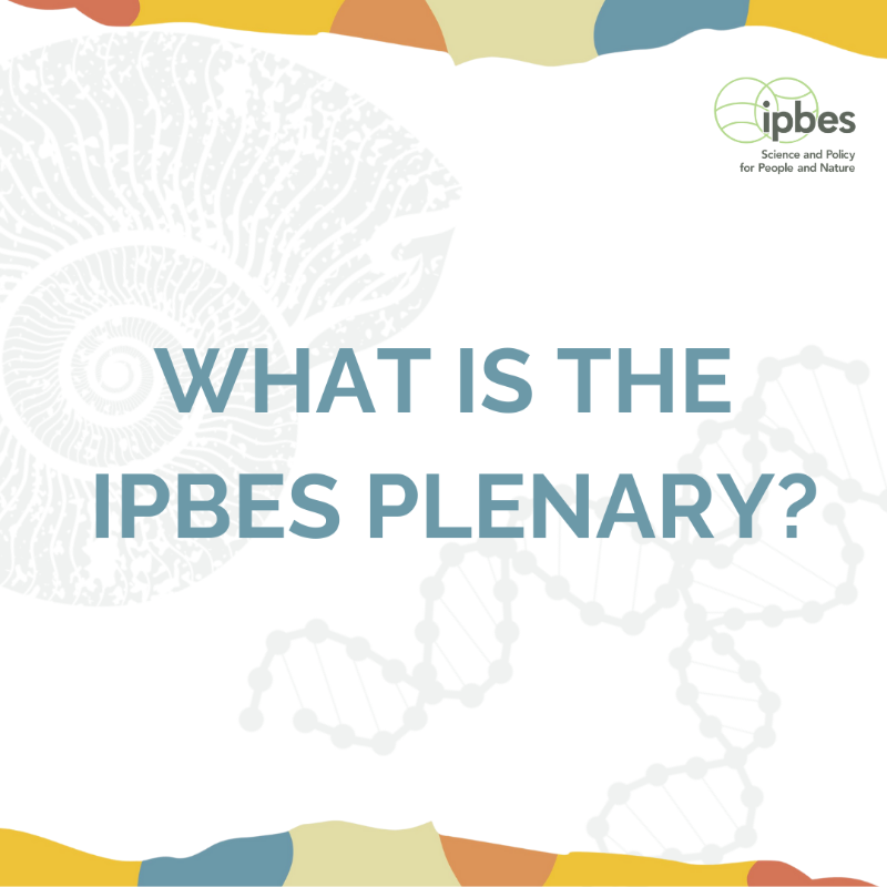 IPBES's tweet photo. #IPBES11 is around the corner! 📢

But...do you know what an IPBES Plenary session is and why this one is so important? 🤔

One reason (among many) is: it's the first-ever IPBES Plenary session held on African soil!

📅 10 - 16 December 2024

 📌Windhoek, Namibia
