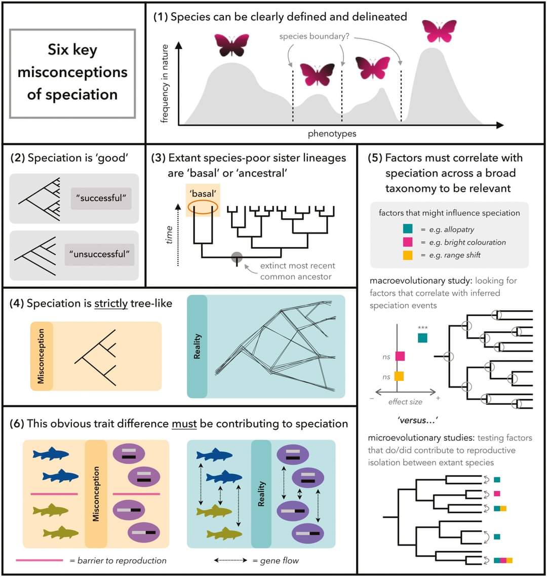 Paleojim's tweet image. A great opinion paper tackling the common misconceptions of speciation research. Speciation is the evolutionary process by which populations evolve to become distinct species.

Open-access - academic.oup.com/evolinnean/art…

𝗧𝗶𝘁𝗹𝗲
Common misconceptions of speciation