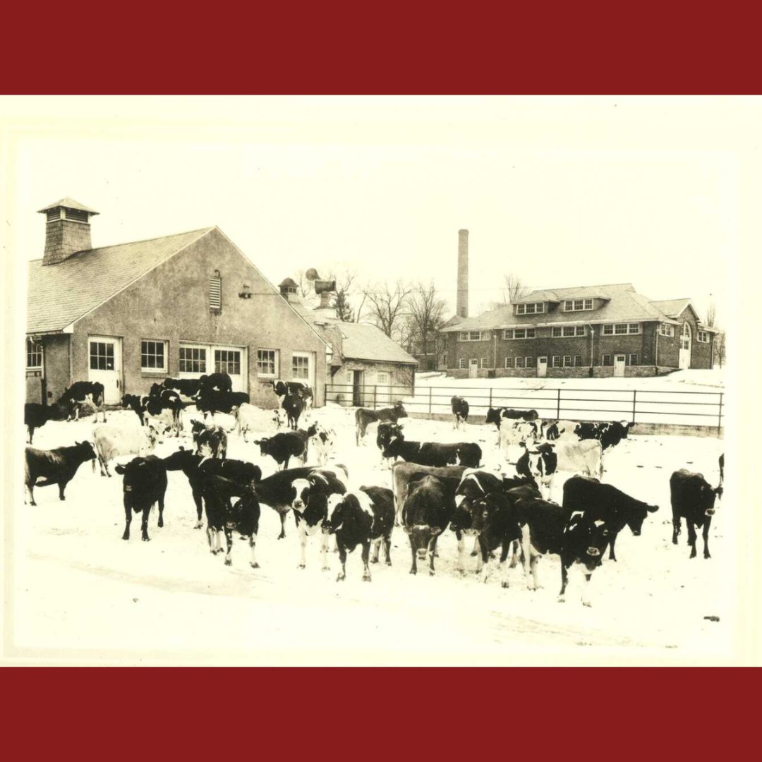 UMass Amherst Libraries (@umasslibraries) on Twitter photo Moo Year's Eve? ๐ฎ๐
The Libraries are closed until Thursday, January 2, but our website and digital archives are available. Please enjoy this udderly cute archival photo of Mass Aggie cows from <a href="/scua_umass/">UMass Amherst SCUA</a> Moo Year's Eve? ๐ฎ๐
The Libraries are closed until Thursday, January 2, but our website and digital archives are available. Please enjoy this udderly cute archival photo of Mass Aggie cows from <a href="/scua_umass/">UMass Amherst SCUA</a>