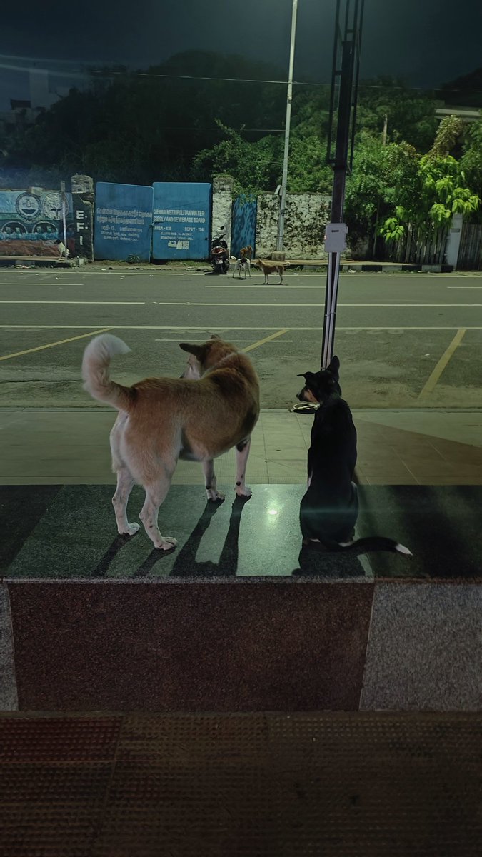 muthu_tara's tweet photo. And then there was one
#taraclicks #love #dogsofchennai #beachbabies https://t.co/19pV2Z8R5d