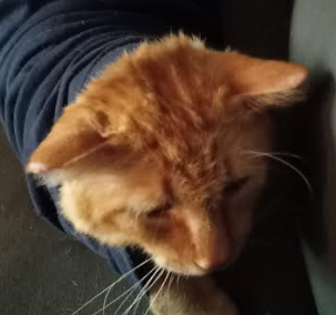 Mar_Demon's tweet photo. Cheddar passed away last night. ~2 years ago (when my dad was halfway through bone cancer) he showed up at my door and quickly became part of my family. He was my best buddy, and I will always love him. If there's something on the other end of eternity I hope to see you there. https://t.co/XkdnL61RGW