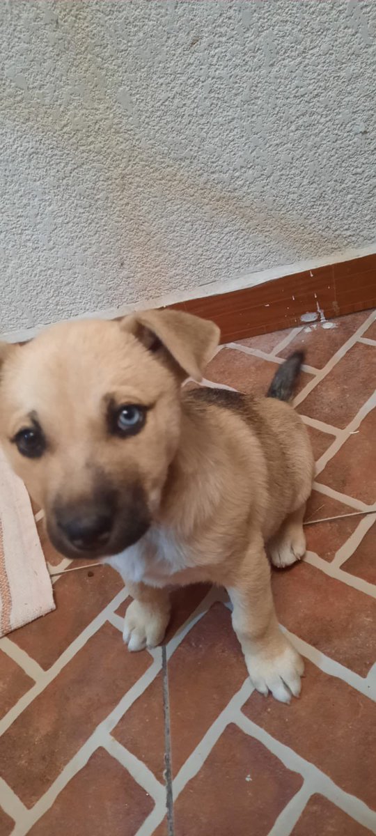 𝙷𝚎𝚕𝚊 𝙼𝚘𝚛𝚎 🐶 tweet media