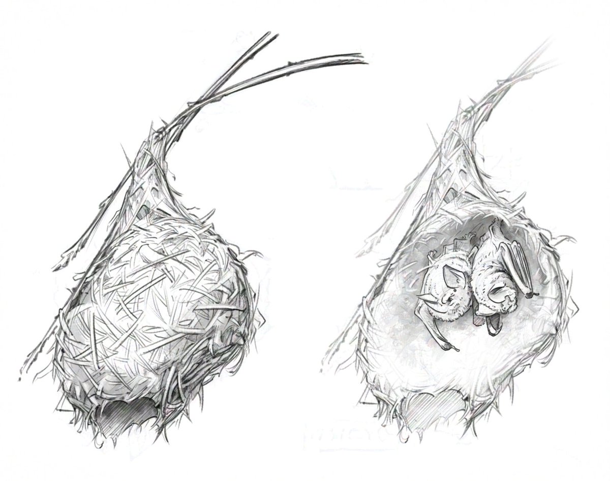 Let's start a series of illustrations on roosts in different bat species. First, bats occupying a bird nest.