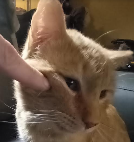 Mar_Demon's tweet photo. Cheddar passed away last night. ~2 years ago (when my dad was halfway through bone cancer) he showed up at my door and quickly became part of my family. He was my best buddy, and I will always love him. If there's something on the other end of eternity I hope to see you there. https://t.co/XkdnL61RGW