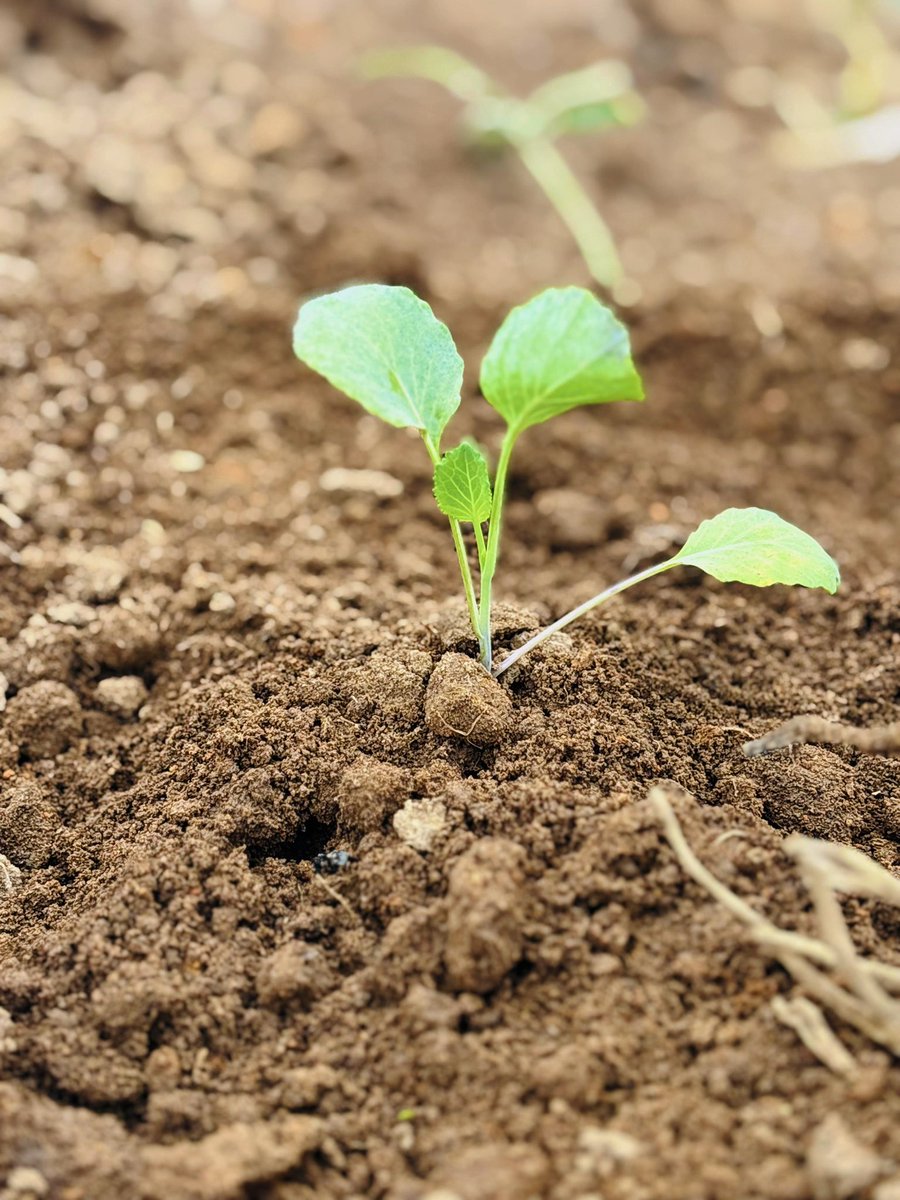 Dia de plantio por aqui.🌱👩🏻‍🌾