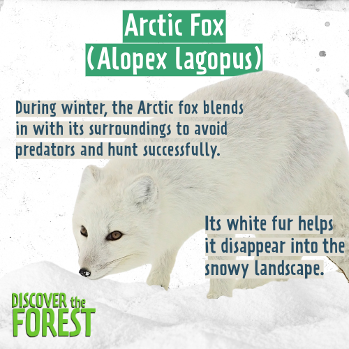 Some animals, like the arctic fox, camouflage themselves in winter to survive in their snow-covered environment ❄️🐾.

Camouflage in winter is a natural strategy to survive in the harsh conditions of cold and snow. 🌨️❄️🐾