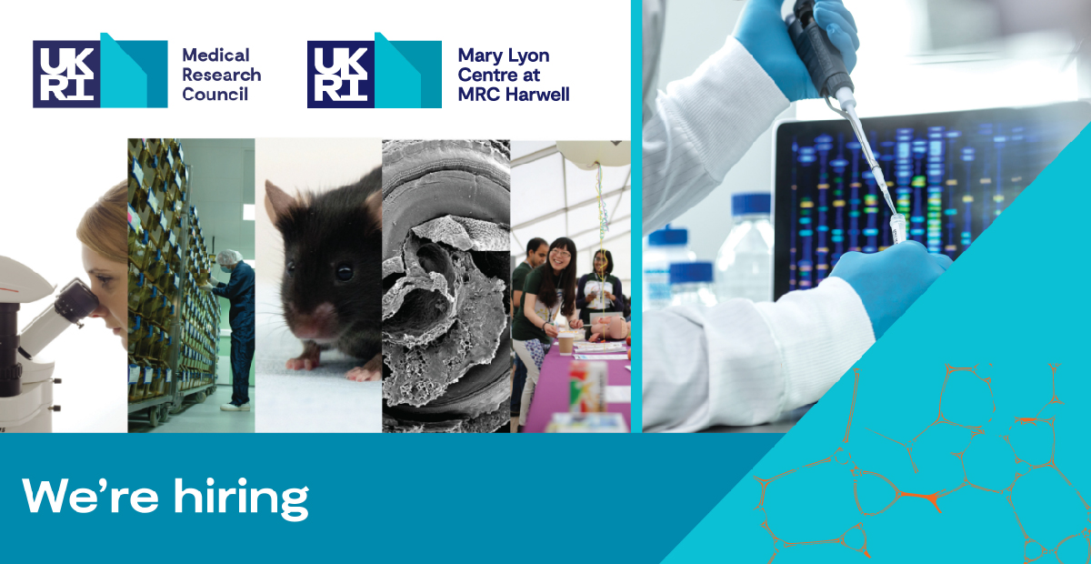 MRC_Recruitment's tweet photo. New Vacancy! 
We are currently recruiting for a Phenotyping Technician based @MRCHarwell
If you are interested in finding out more information please click on the link below. 
Phenotyping Technician - MLC 2529 - Medical Research Council
#oxfordshirejobs #ukri #careers https://t.co/6vm8zYeLL5