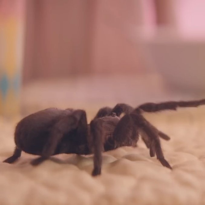 shuaibolas's tweet image. Perdendo os traços de adolescente 💕