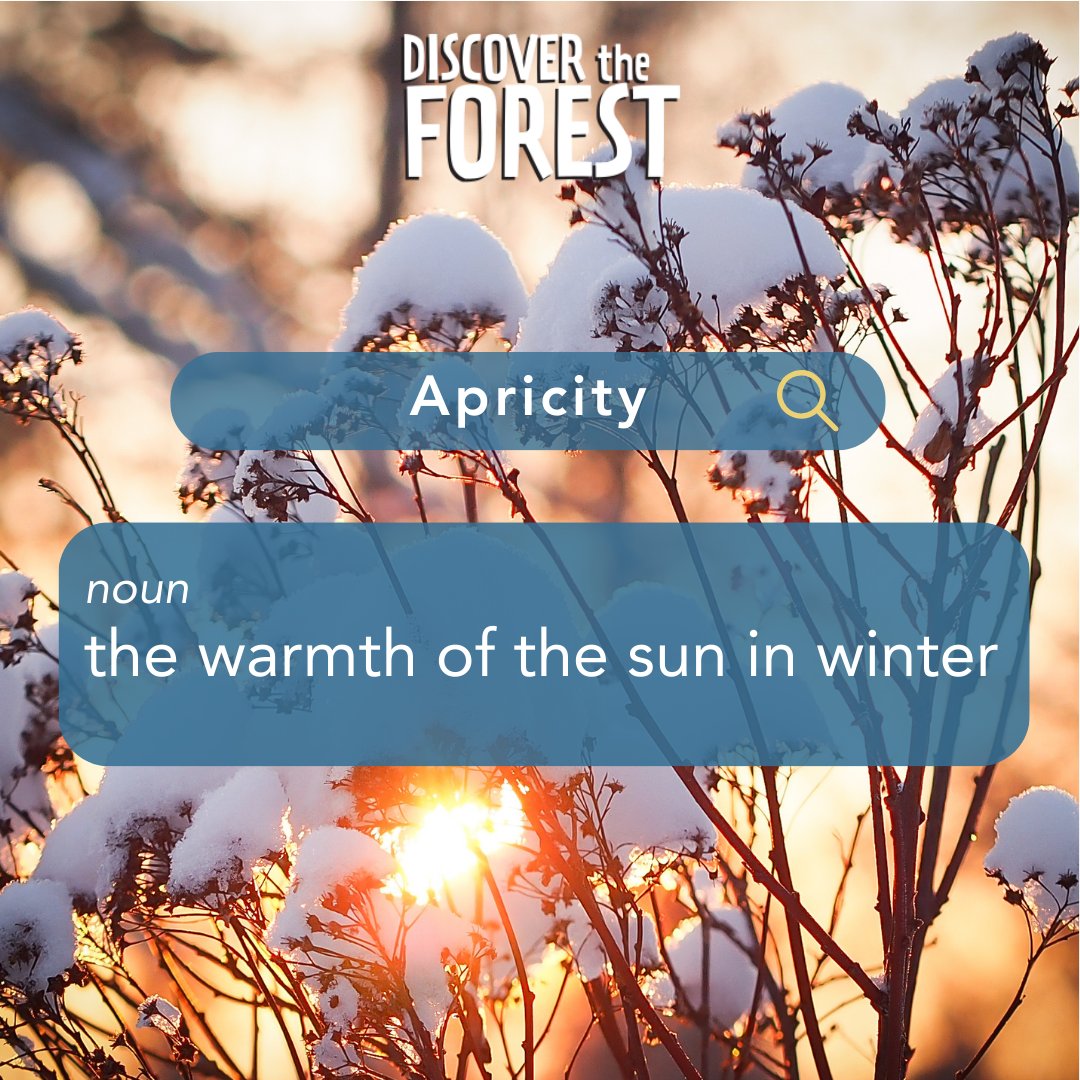 Forest animals often seek out the ☀️apricity ☀️of the winter sun, using its warmth to help regulate their body temperature during cold months, particularly in clearings or sun-dappled areas where the sunlight is most direct.

#discovertheforest
