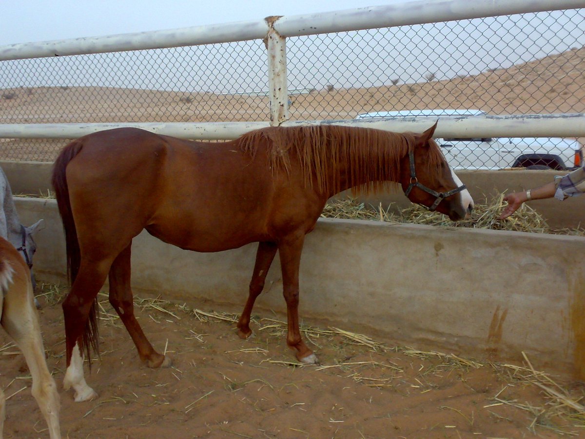 <a href="/OnlySuhad/">Soso</a> هيا الخيول العربية الجزيرية تعرضت لخيانة وغدر من اهلها و خصوصاً في الخليج 

هذي صورة لفرس سعودية من رسن كحيلة المصنة [رسن عريق جداً جداً] وهيا من نسل خيول الامير عبد الله بن عبد الرحمن بن فيصل بن تركي آل سعود، شقيق الملك عبد العزيز آل سعود ، اجدادها من خيول جيش الملك عبد العزيز