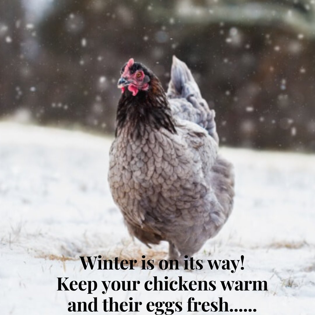 Here's a simple, 100% natural way to keep your chickens warm, and give them a simple hemp bed  to protect both the chicken and their eggs from winter.  Our chicken poultry mats are made with 100% hemp fibre, and THEY LOVE IT! terrafibre.ca/product/hemp-p…