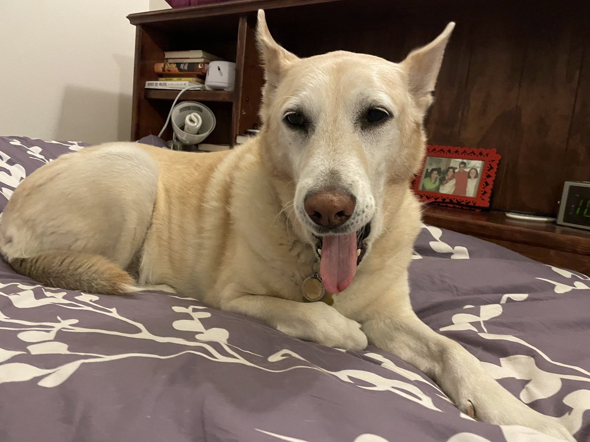 RaisinMan101's tweet photo. We said goodbye to my mom’s lovely Lola today. She was the sweetest, beautiful girly girl ever. (Second pic from the day my wife and I brought Lola home in April 2013) https://t.co/w3Lg9QVU4J
