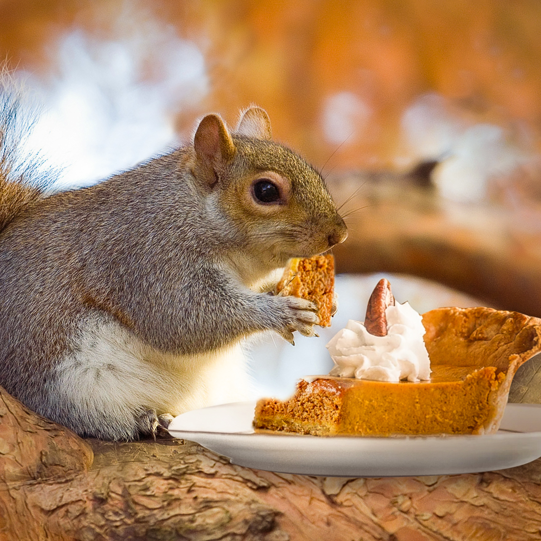 wmsquirrel's tweet image. .#Thanksgiving  is a time to reflect on the things for which we are most grateful. Wishing you and your family a #HappyThanksgiving with lots of tasty pie topped with whipped cream and pecans!