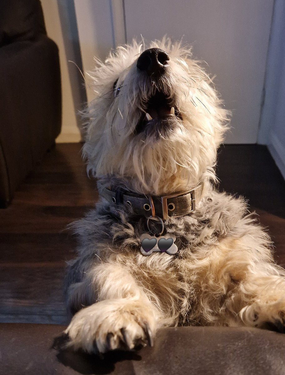 JACK BovverBoy 🐕 tweet media